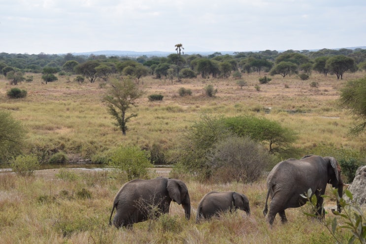 Part2- [아프리카여행/탄자니아여행/세렝게티 국립공원] 세렝게티 국립공원 사파리 게임 투어 1일차 (타랑기레 국립공원)