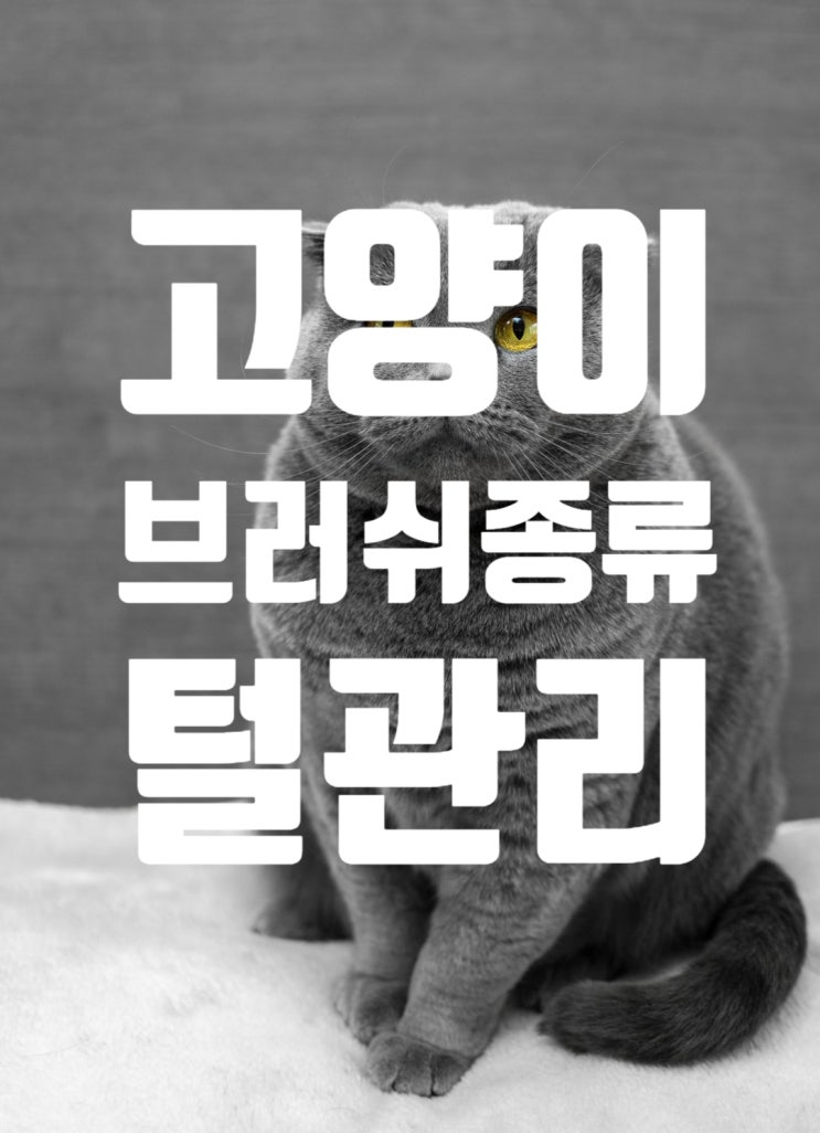  고양이 털관리 방법과 다양한 종류의 브러시 소개하기
