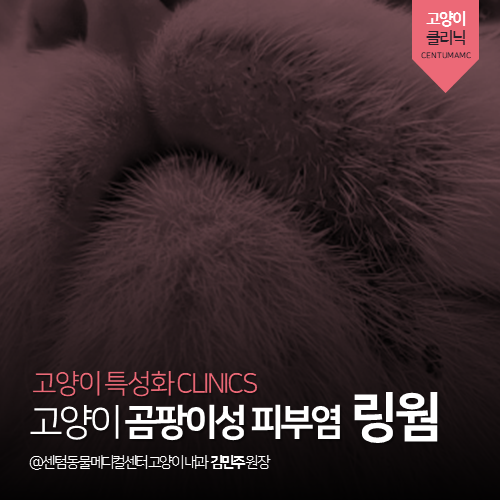  [고양이내과] 고양이 곰팡이성 피부염, 링웜 (부산 수영구 남천동 망미동 민락동 수영역 피부병 동물병원)