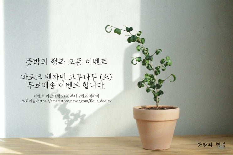  (판매)뜻밖의행복 반려식물 - 바로크벤자민 고무나무
