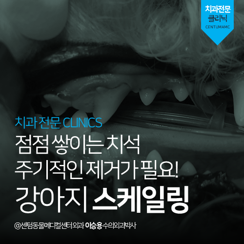  [치과] 강아지 스케일링 - 점점 쌓이는 치석! 주기적인 제거가 필요해요  (부산 남구 대연동 문현동 동물병원)