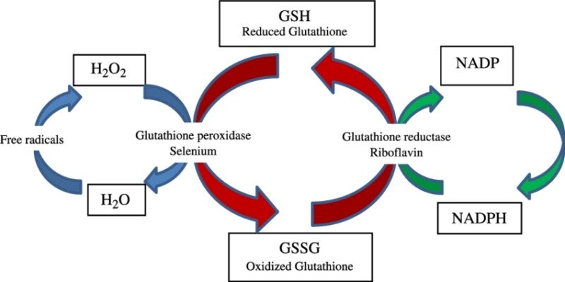 ishin glutathione Amazon.com: Generic Ishin Advanced Glutathione Food Supplement, 60 Capsules  : Health & Household