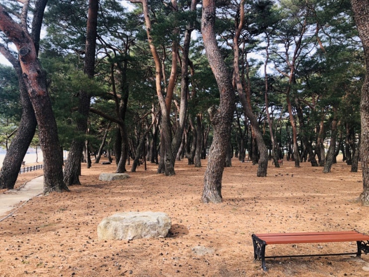 [하동/송림공원] 섬진강 옆 소나무가 우거진 숲을 산책하며 힐링해요