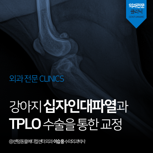 [외과] 강아지 십자인대파열과 TPLO 수술을 통한 교정 (부산 남구 문현동 대연동 무릎 수술 전문 동물병원, Tibial Plateau Leveling Osteotomy)