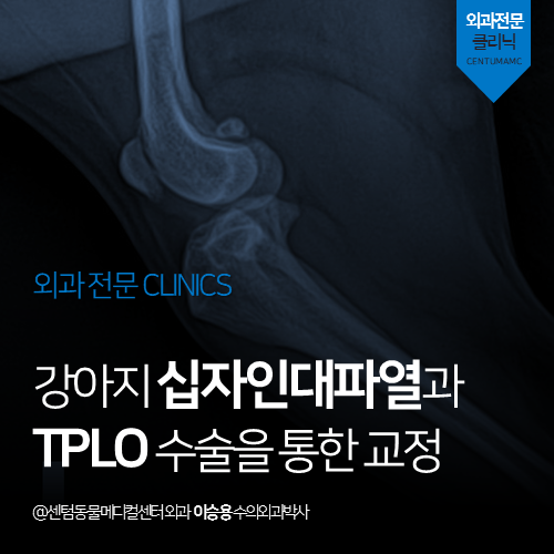  [외과] 강아지 십자인대파열과 TPLO 수술을 통한 교정 (부산 남구 문현동 대연동 무릎 수술 전문 동물병원, Tibial Plateau Leveling Osteotomy)