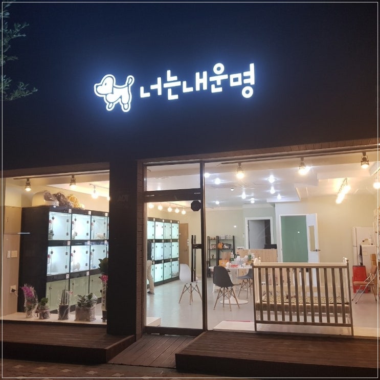  울산동구애견분양 애견을 사랑하시는 분이라면 누구나 환영하는 너는내운명 애견샵