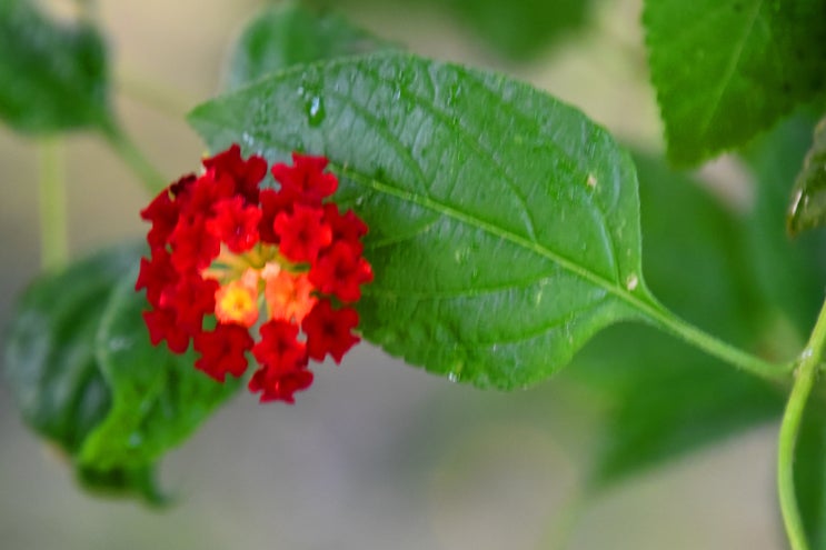  꽃 색깔이 일곱 번 변하는 란타나(Lantana)