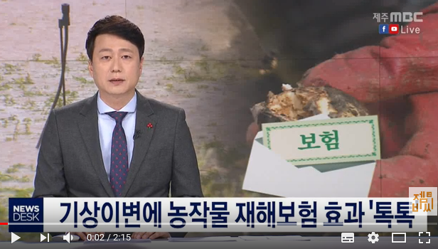 기상이변에 망친 농사 재해보험 효과 톡톡 ' / 제주MBC 기상이변에 망친 농사 재해보험 효과 톡톡 ' / 제주MBC