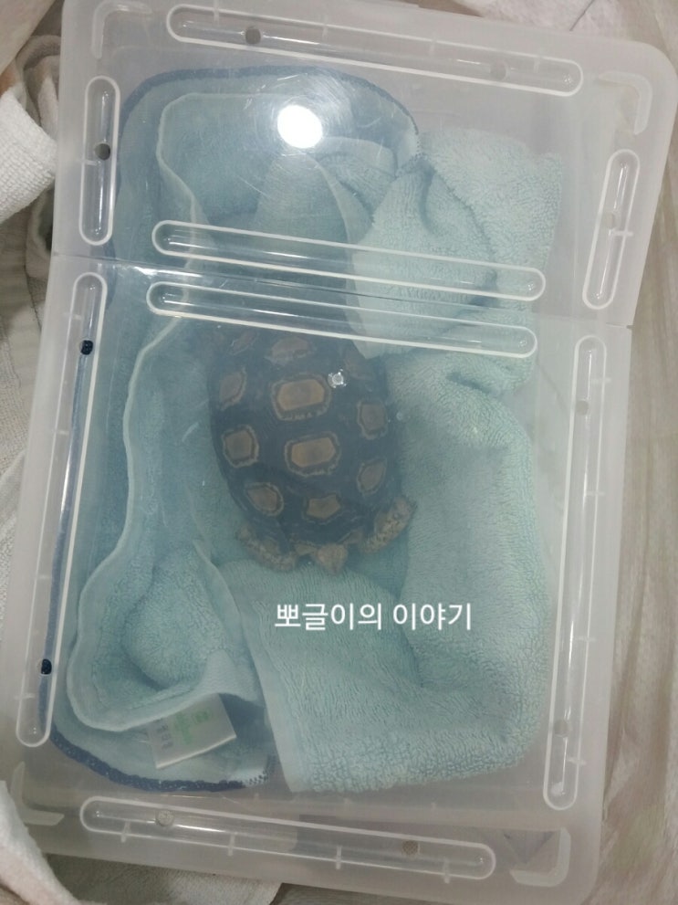  레오파드 육지거북이 어니의 병원일지1