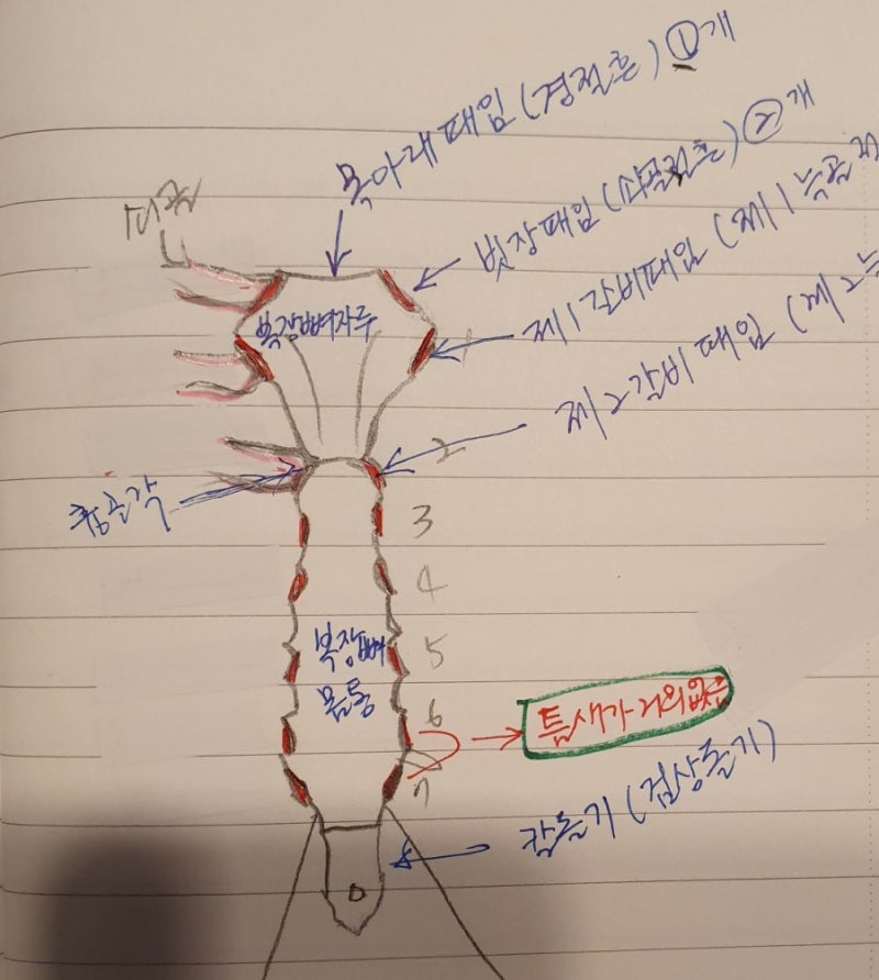 흉골(복장뼈)-Sternum : 네이버 블로그
