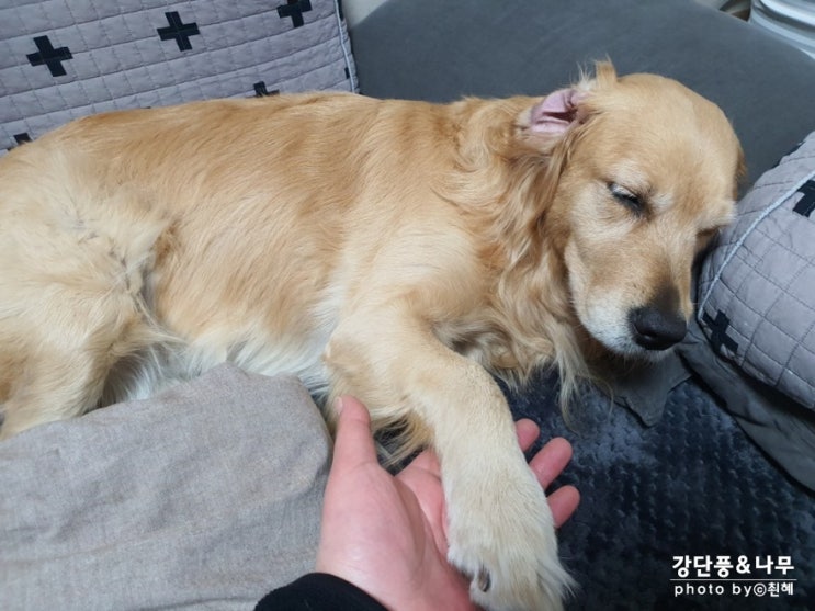  리트리버 하루의 저녁 외박