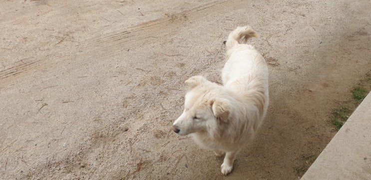  Every dog has its day!!!  쥐 구멍에도 볕 들 날이 있다!!!