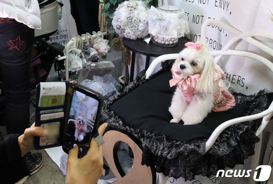 반려동물도 생명보험 적용?…보험사 "아직 먼 얘기" 반려동물도 생명보험 적용?…보험사 "아직 먼 얘기"