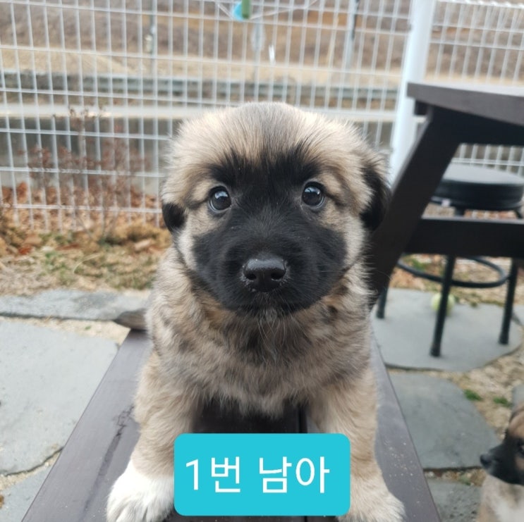 유기견 입양 홍보 길에서 떠돌던 어미 보리와 12/3일생 다섯남매의 가족이 되어 주세요. 유기견 입양 홍보 길에서 떠돌던 어미 보리와 12/3일생 다섯남매의 가족이 되어 주세요.