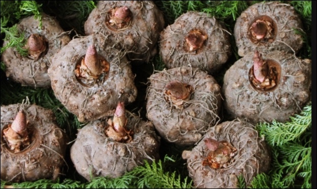 [수분 보충품 추천] 스튜어빈 어텐던트 보충제(feat. 인도산 곤약 감자 세라마이드) 4