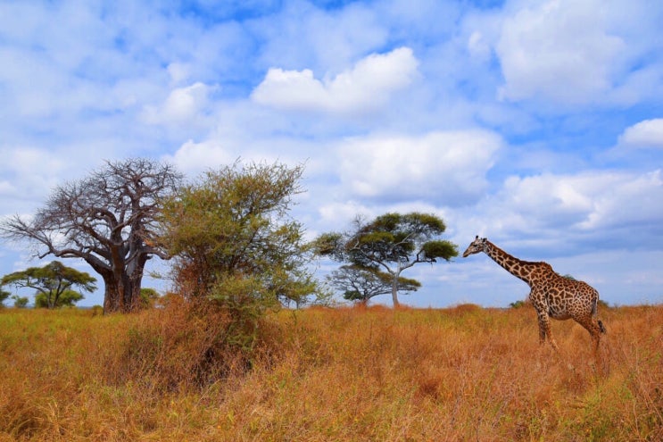 Part3- [아프리카여행/탄자니아여행/세렝게티 국립공원] 세렝게티 국립공원 사파리 게임 투어 2-3일차 (세렝게티 국립공원)