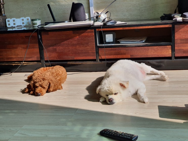  반려동물과 꿀휴식.