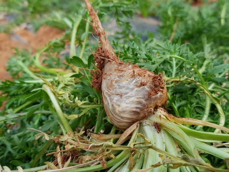 솎아내기 솎아내기