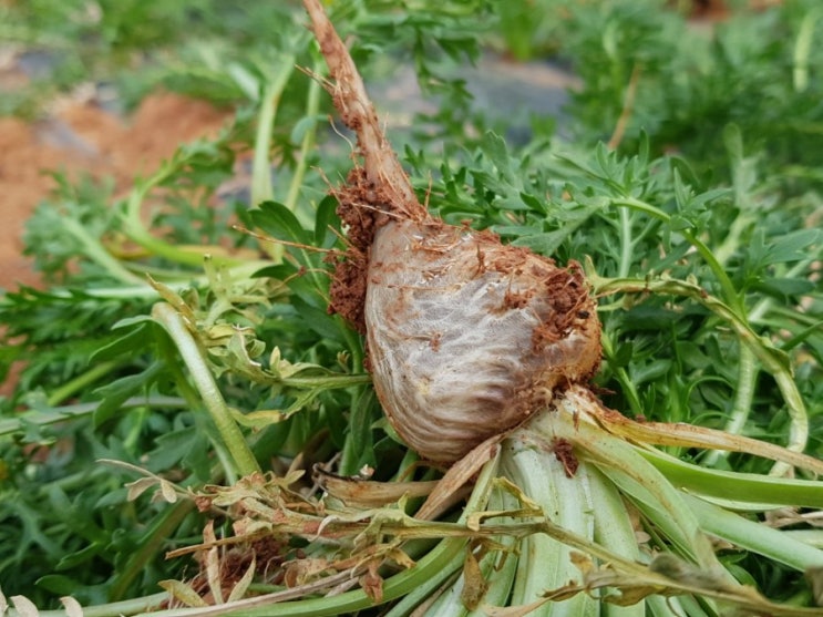 솎아내기