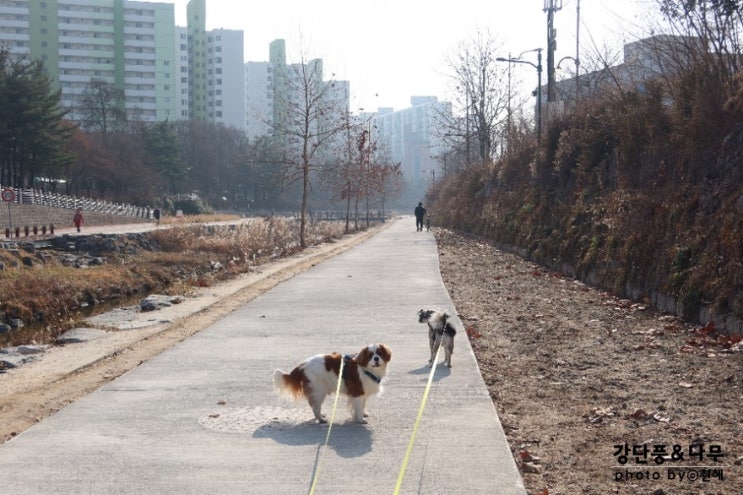  노원 강아지 산책 당현천 코스 강단풍나무 일기