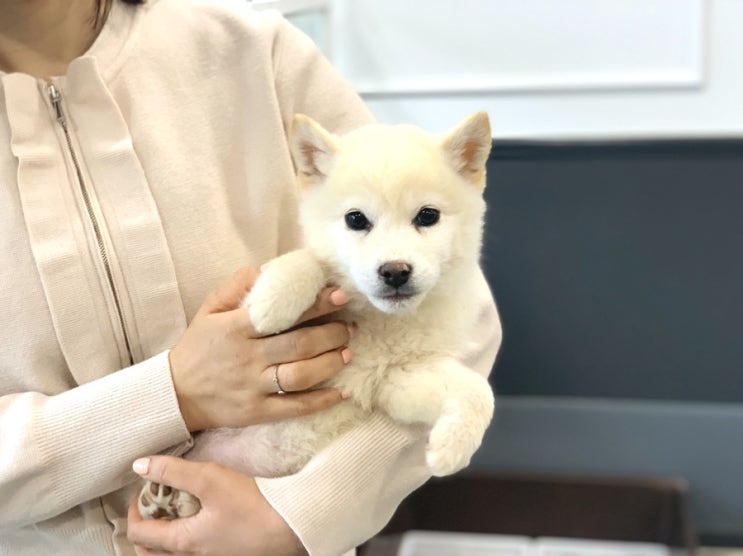  백시바 분양합니다 [구미 시바스럽]