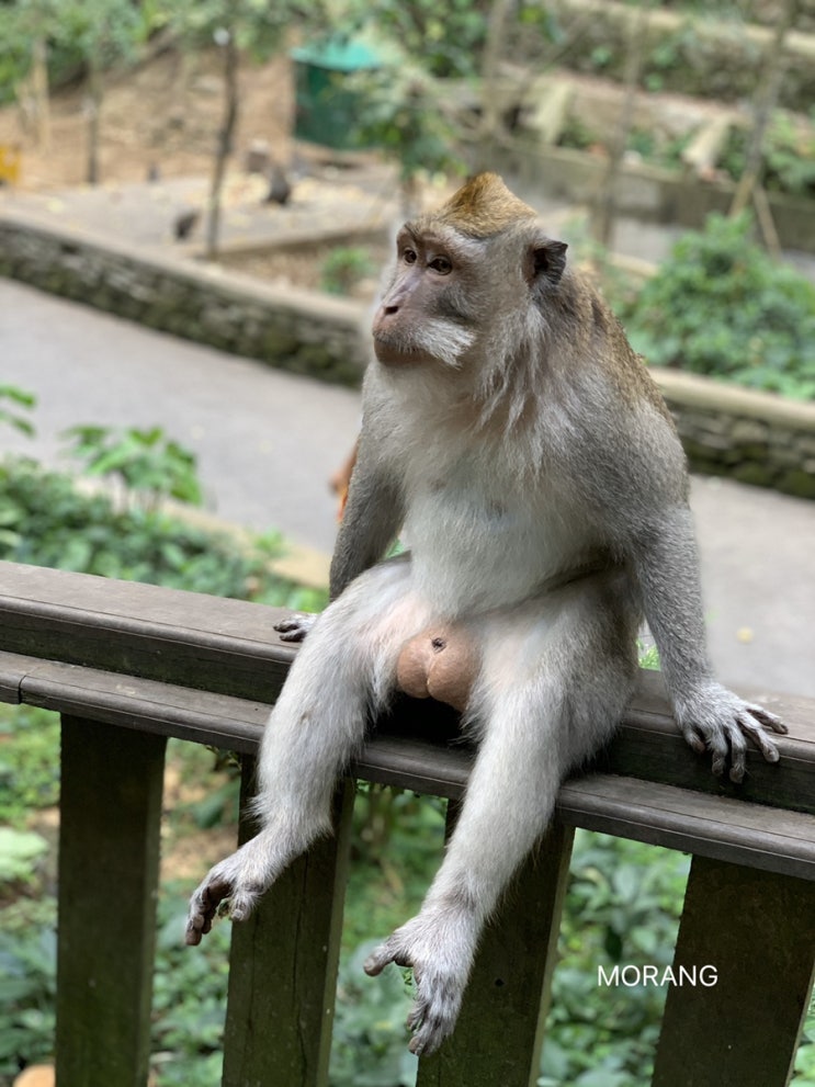  발리여행_우붓 몽키포레스트