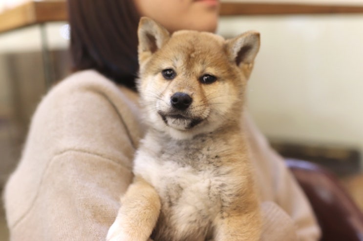  적시바 "봄비" 공주 분양문의 주세요 [송파 시바스럽]