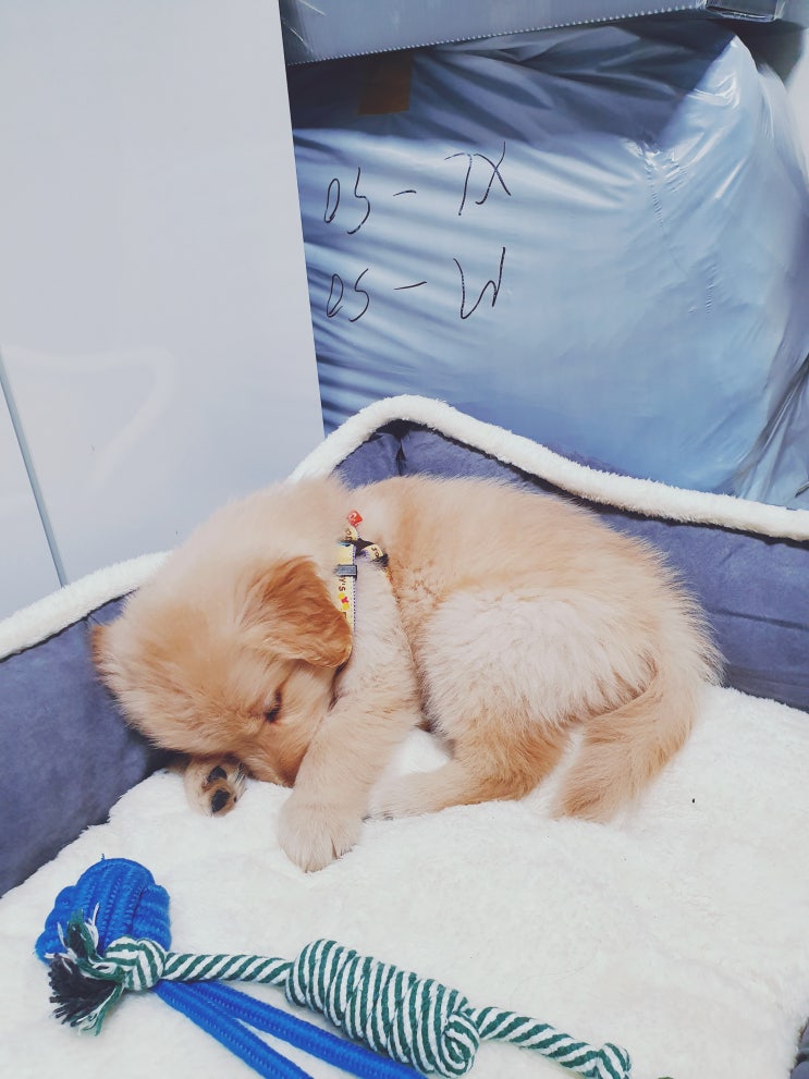  인절미 강아지 골든리트리버가 왔어요!