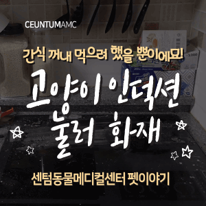  [동물뉴스]간식 꺼내 먹으려 했을 뿐이에묘! 고양이 인덕션 눌러 화재 (부산분과전문동물병원, 365일연중무휴)