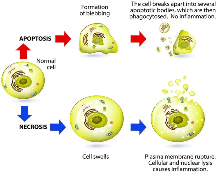  Apoptosis Imaging