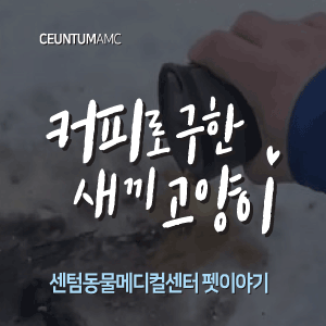  [동물뉴스]커피로 구한 새끼 고양이 (부산분과전문동물병원, 365일연중무휴)
