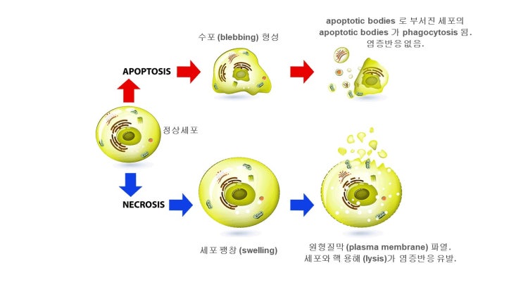 [Flow Cytometry] Apoptosis Assays-1탄