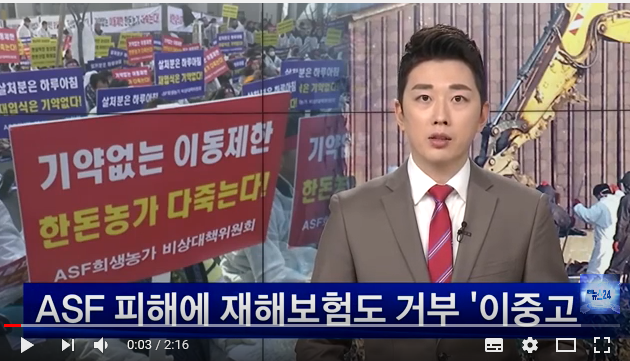 ASF 피해에 재해보험도 거부 ‘이중고’ / NBS NEWS24 ASF 피해에 재해보험도 거부 ‘이중고’ / NBS NEWS24