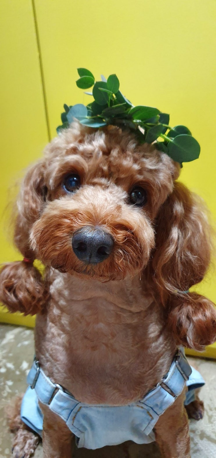  귀여운 강아지 뀨의 심쿵짤 모음