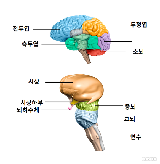 뇌의 구조와 기능 : 네이버 블로그