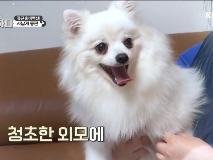  개는 훌륭하다~~사납개 등판~