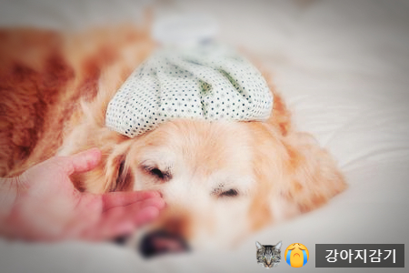  우한폐렴 강아지, 고양이한테 옮을까?