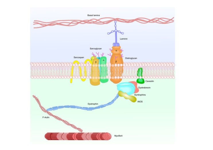  Duchenne muscular dystrophy에 대한 새로운 유전자 치료법