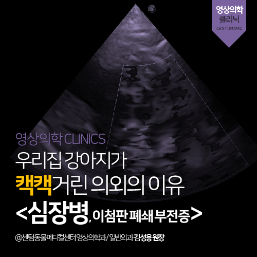  [영상의학과] 우리집 강아지가 캑캑거린 의외의 이유 <심장병, 이첨판 폐쇄 부전증> (부산 남구 대연동 용호동 용당동 심장 전문 동물병원)
