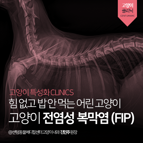 [고양이내과] 고양이 전염성 복막염 (FIP) - 힘 없고 밥 안 먹어요 (부산 연제구 거제동 연산동 고양이 동물병원, FIP)