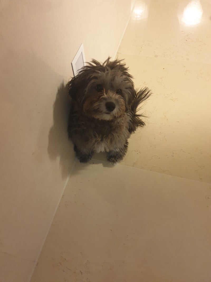 강아지 심장사상충약 알아볼께요 : 네이버 블로그