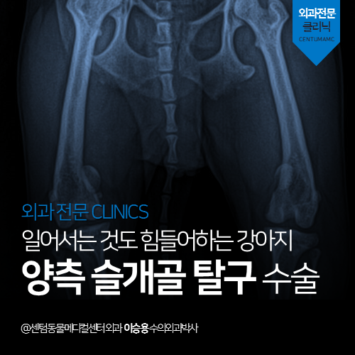  [외과] 양측 슬개골 탈구 수술 - 일어서는 것도 힘들어하는 강아지   (부산 수영구 망미동 민락동 수영동 정형수술 전문 동물병원)