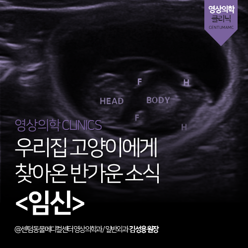  [영상의학과] 우리집 고양이에게 찾아온 반가운 소식 <임신> (부산 연제구 거제동 연산동 고양이 초음파 전문 동물병원)