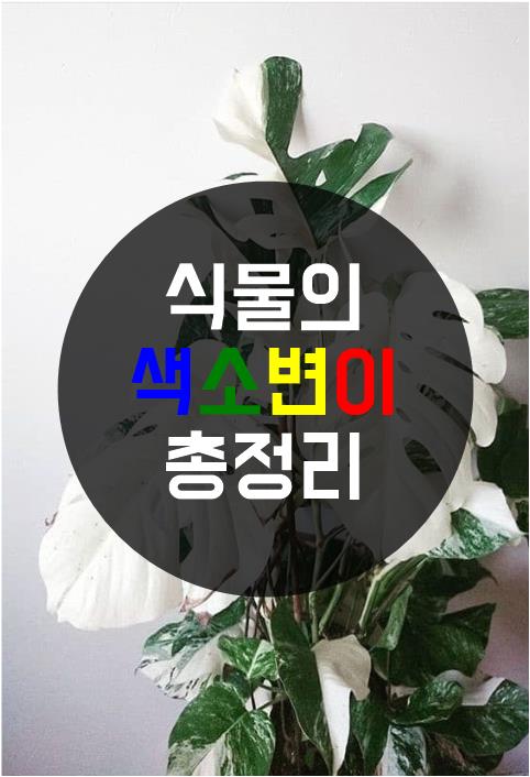  식물의 색소변이 총정리하기 : Variegata / 다육이금 / 다육이재테크 / 무늬식물