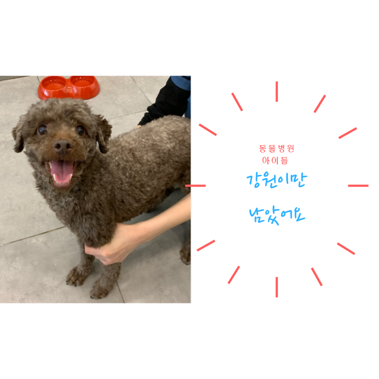 유기견 입양 홍보 동물병원에 버려진 아이들. 강원이만 가족이 없어요. 가족이 되어주세요. 유기견 입양 홍보 동물병원에 버려진 아이들. 강원이만 가족이 없어요. 가족이 되어주세요.