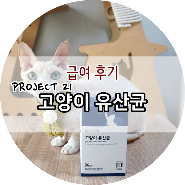 프로젝트21 고양이 유산균::변비, 설사에 효과 있어요! (w. 김명철 수의사)