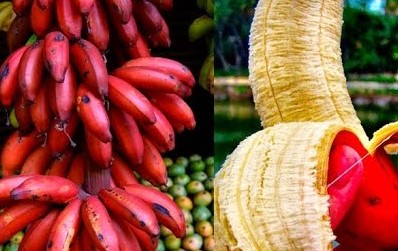 [지로그] 바나나에 대한 몰랐던 사실들