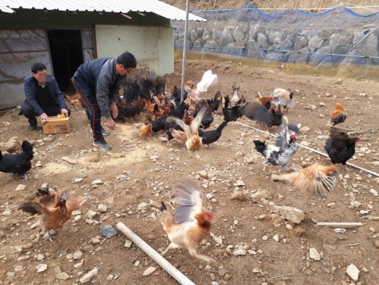  Lactobacillus egg project begins - Egg Revolution