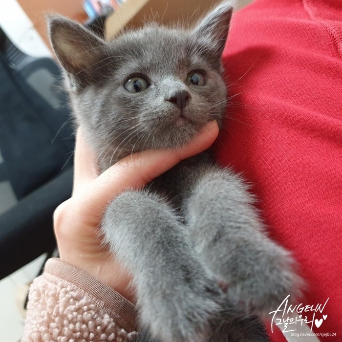 육묘정보] 고양이 가정분양 후기, 아기 러시안블루 입양 ♥ : 네이버 블로그