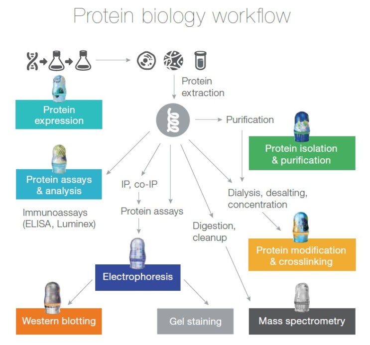 Protein Expression - 단백질 발현